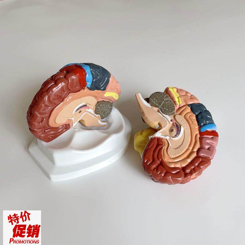 康泰医学模型大脑皮层功能区脑干D垂体神经感觉躯体运动言语中枢
