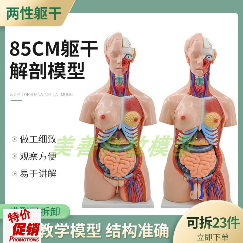 教学85CM人体躯干模型两性躯干解F剖附内脏模型女性躯干器官构造