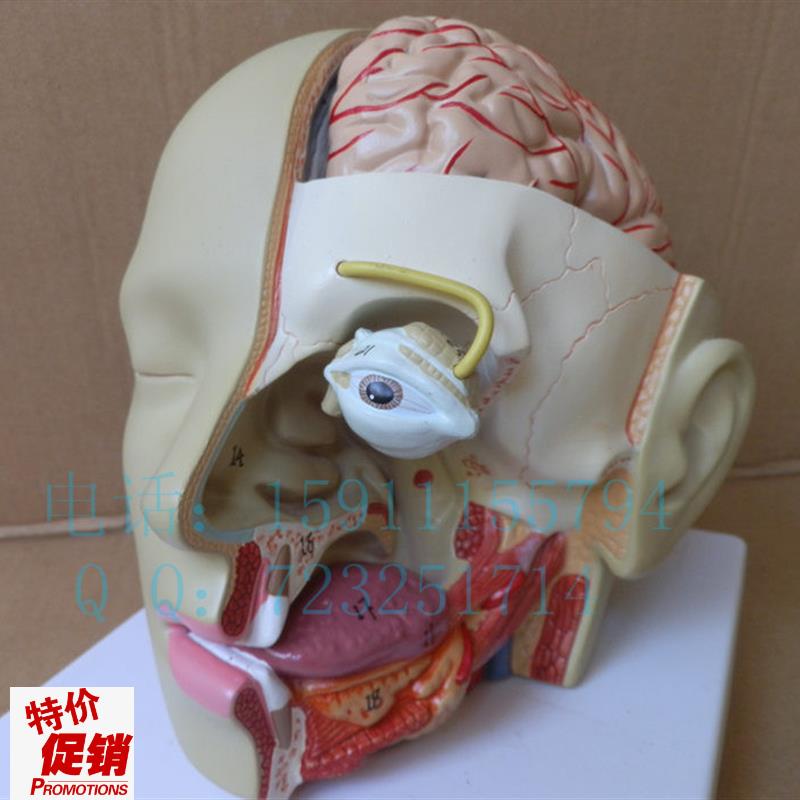 出口型人体头部解剖模型头带脑模型耳鼻喉模Y型口腔模型