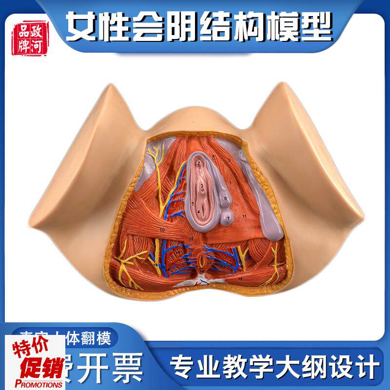 政河女性会阴器官结o构解剖模型人体生殖构造讲解医院学校教学用