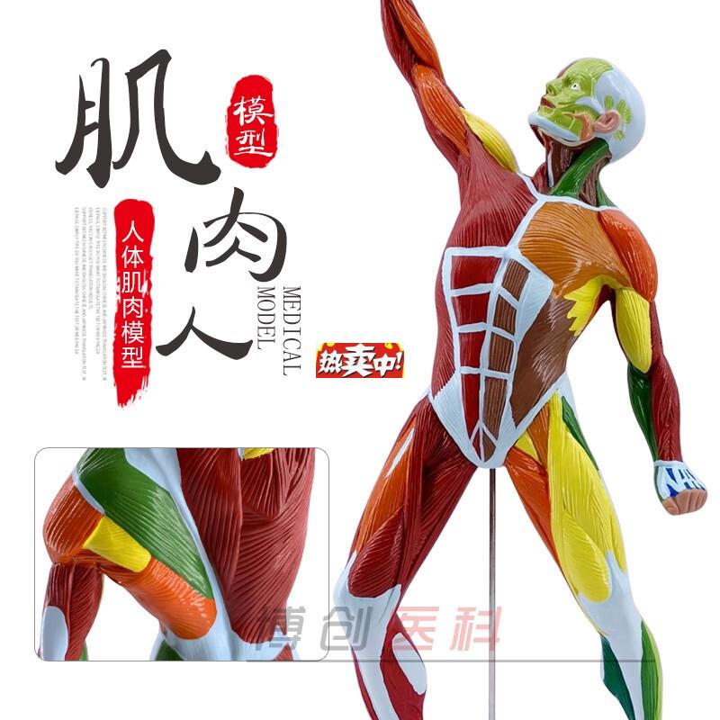 热销医学教学人体全身肌肉x模型医院用肌肉解剖健身系统素描运动