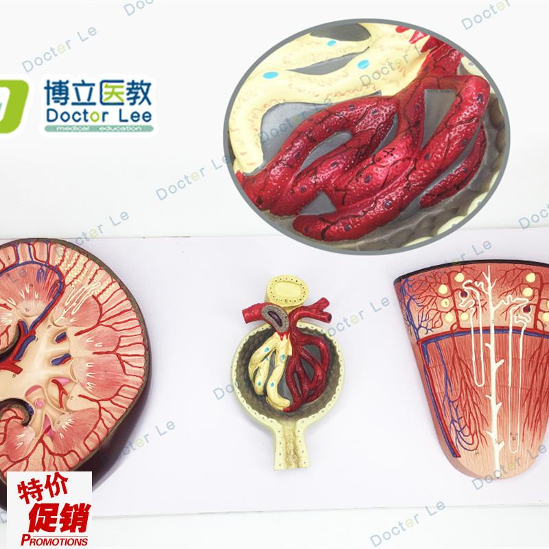 正品肾与肾单位肾小球模型泌尿系统解剖结构W人体肾脏模型