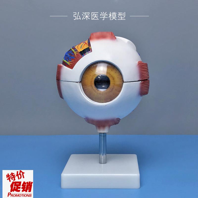 眼球模型人体眼睛结构放大u可拆开五官医学模具青少年眼部视力教