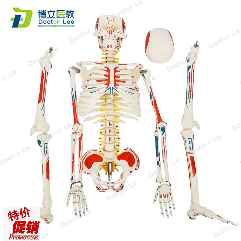 85cmb人体骨骼模型骨架人体模型成人小骷髅教学模型脊椎骨骼模型