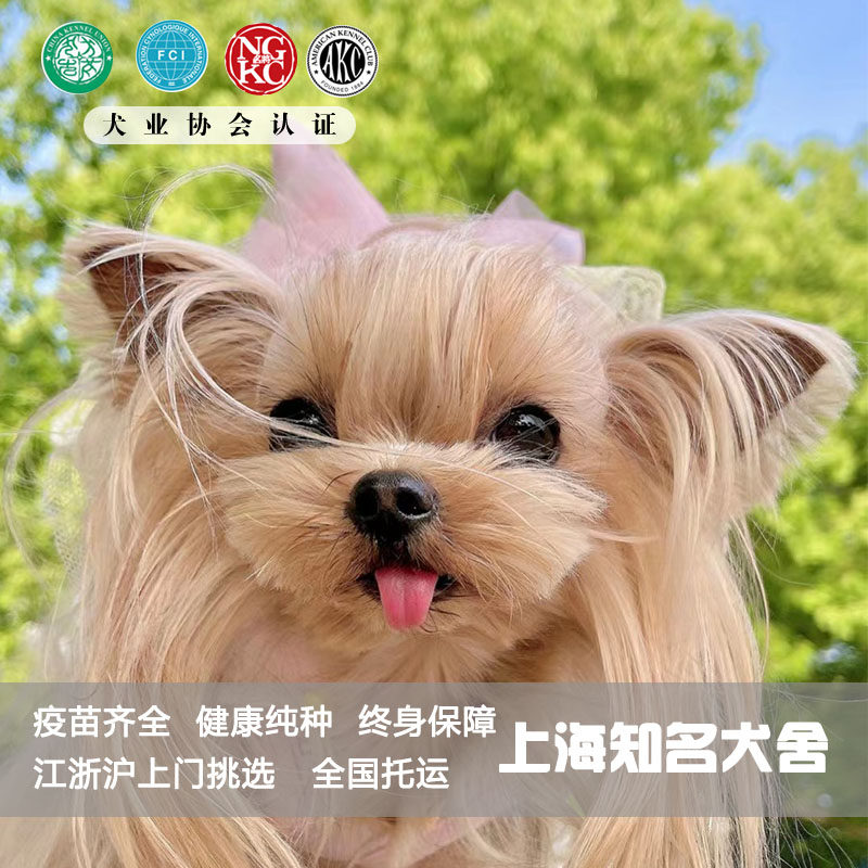 赛级韩版纯种茶杯犬金头银背约克夏幼犬宠物狗活体约克夏梗小型犬