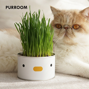 PURROOM原创小鸡猫草罐头种子水培猫零食去毛球化毛盆栽