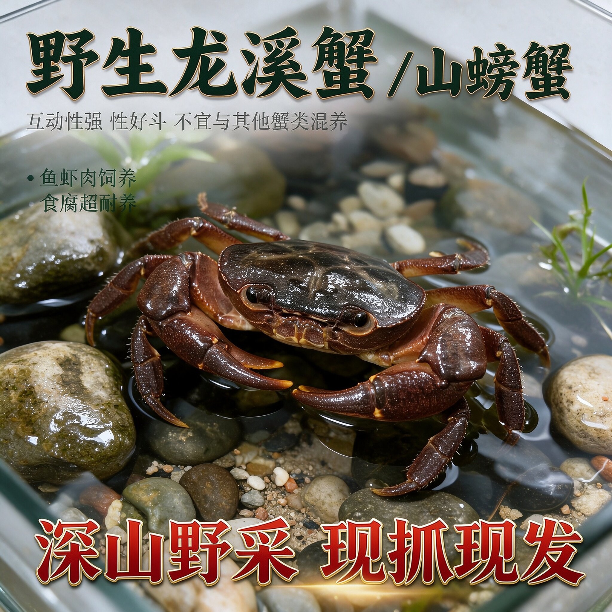 螃蟹生态缸宠物螃蟹观赏蟹山螃蟹龙溪蟹淡水溪流野生山蟹