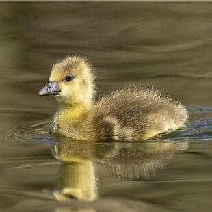 正宗马岗鹅活苗纯种开平马岗鹅小鹅仔灰鹅幼苗出壳鹅活体包活包邮