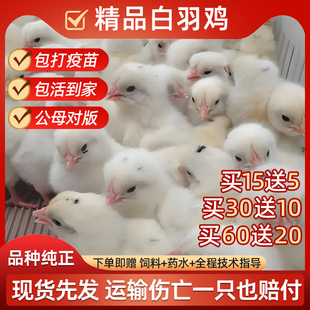 来航白羽鸡活苗小鸡崽仔出壳苗幼苗宠物肉鸡活苗小黄鸡苗顺丰包邮