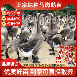 马岗鹅活苗正宗开平马冈鹅出壳一斤灰鹅小鹅仔活物特大种肉鹅活体