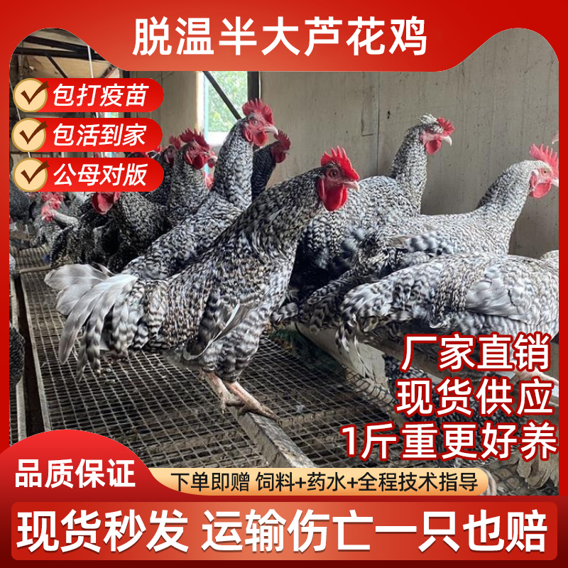 脱温半大芦花鸡活苗土鸡正宗青年卢花鸡一斤小鸡纯种绿壳蛋鸡包活