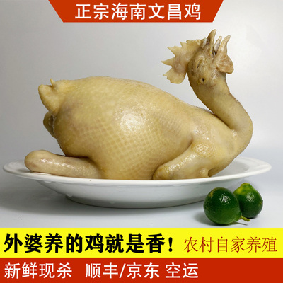 正宗海南文昌鸡农家养殖母鸡阉鸡