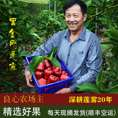 老林农庄黑金刚莲雾产地现摘现发