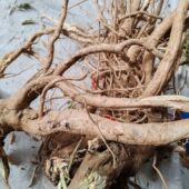 云南楚雄原生态饿蚂蝗根茎叶药食同源中草药现挖现发正品