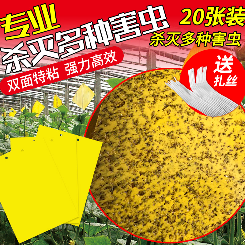 蒼蠅貼強力小黃板大號誘蟲貼誘蟲器果蠅雙面薊馬小黑飛大棚農(nóng)用