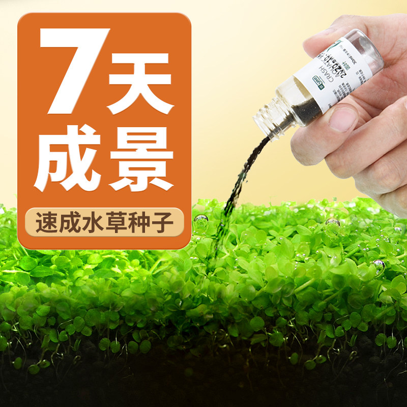yee水草种子种孑植物活体水草鱼缸造景套餐牛毛水草籽子爬地珍珠