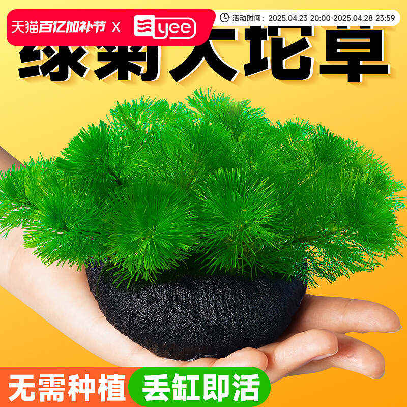 绿菊小坨草缸造景真后景水草新手懒人蜈蚣草增氧淡水阴性活体植物