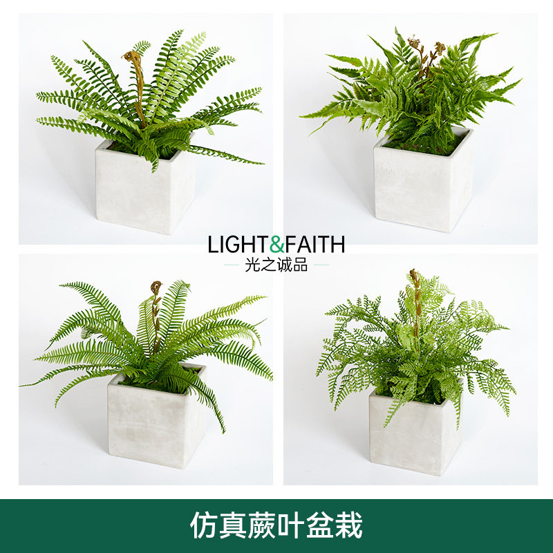 波斯顿草北欧蕨类植物插花花材图片