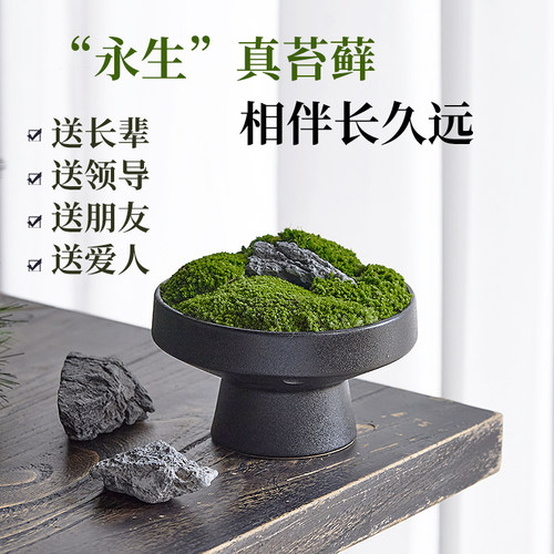 办公室乔迁新居仿真绿植苔藓摆件