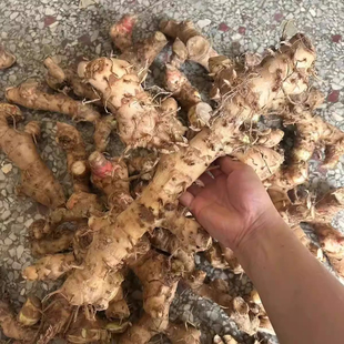 新鲜现挖闭鞘姜广商陆白石笋水蕉花樟柳头罗汉姜送子姜老妈妈拐杖