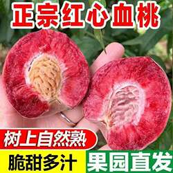 河南桐柏血桃5斤孕妇新鲜水果整箱当季现摘红肉桃子朱砂红胭脂红