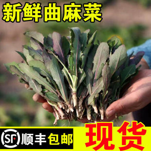 曲麻菜新鲜野生苦麻菜苗苦菜野菜曲曲菜苣荬菜东北特产蘸酱菜组合