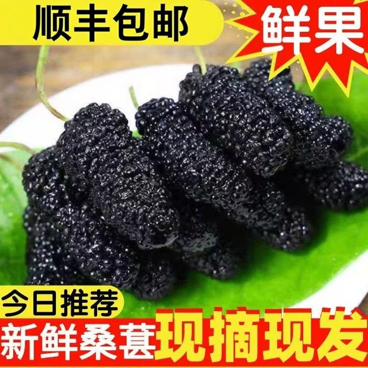桑葚新鲜现摘现发采摘顺丰包邮孕妇新鲜黑桑椹果桑枣泡酒桑葚水果