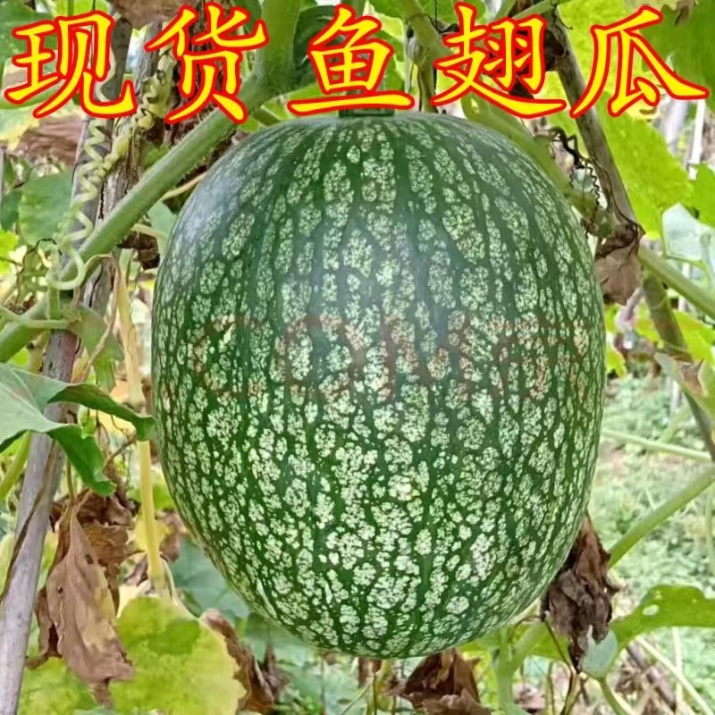 鱼翅瓜粉丝角搅丝瓜新鲜采摘特色农产品4-5斤左右一个包邮送礼时