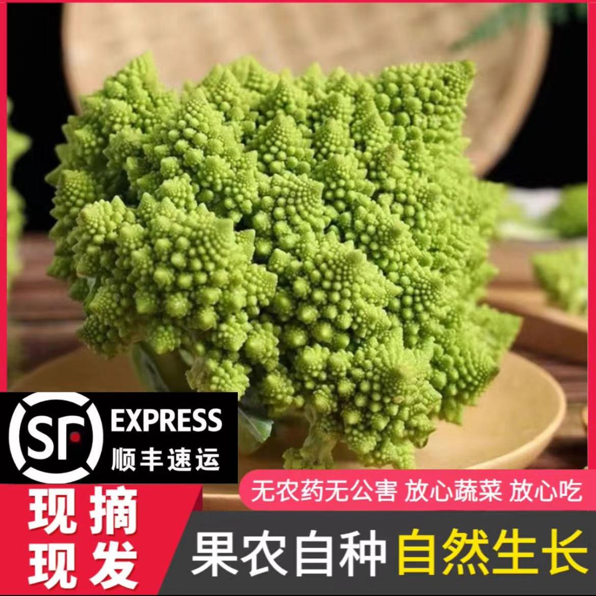 宝塔菜当季新鲜罗马花椰菜山东特产绿佛头蔬菜西蓝花菜现砍现发