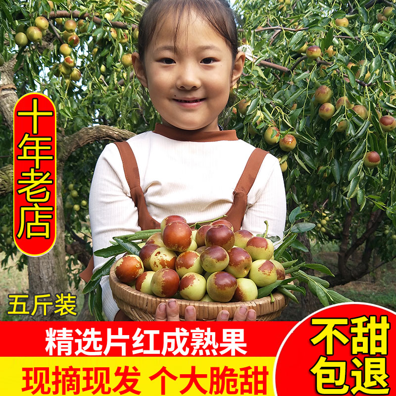 山东沾化冬枣新鲜大枣5斤正宗原产地脆甜红枣子特大果孕妇水果10