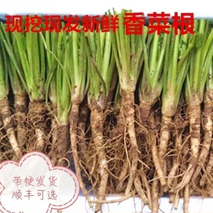 现挖新鲜香菜根现挖凉拌腌制咸菜油炸人参须子鲜嫩根部包邮