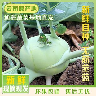 云南省新鲜蔬菜苤蓝水果大头菜疙瘩菜芥菜头泡菜撇了现摘现发