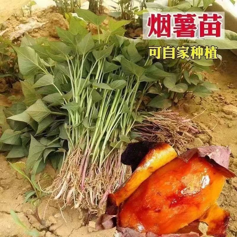 红薯苗秧山东烟薯25蜜薯红薯苗种西瓜红紫薯板栗山芋番薯地瓜秧苗图片