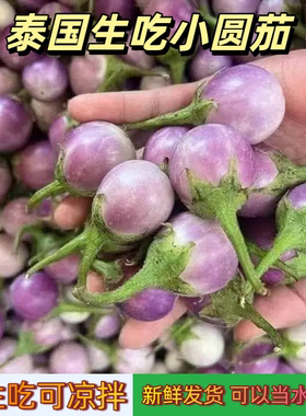 泰国生吃小圆茄西双版纳傣家野茄咖喱茄迷你紫色蛙蛋茄紫脆茄包邮
