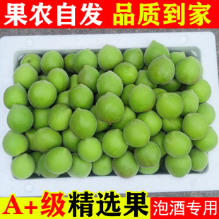 诏安青梅鲜果泡酒专用酸脆梅子大果青梅酵素当季新鲜水果5斤现货