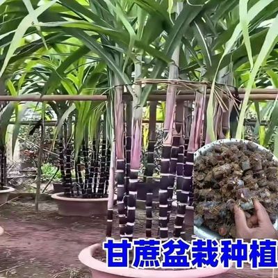 黑皮甘蔗苗带芽甘蔗种苗秧苗种紫皮南方北方种植水果庭院地栽楼顶