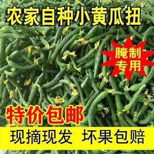 新鲜小黄瓜扭小青瓜手指粗细带刺迷你手工腌制咸菜下饭菜现摘现发