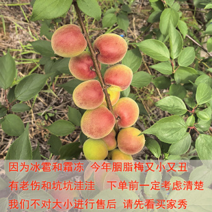 洱源高山胭脂鲜果老树红梅泡酒做露特别提醒个小但味道好无苦涩味