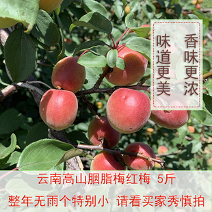 大理洱源高山胭脂梅红梅新鲜现摘鲜果泡梅子酒梅子露传统品种个小