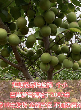 大理洱源高山盐梅果新鲜泡梅子酒梅子露酵素产自海拔2500米