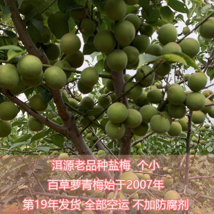 大理洱源高山盐梅果新鲜泡梅子酒梅子露酵素产自海拔2500米