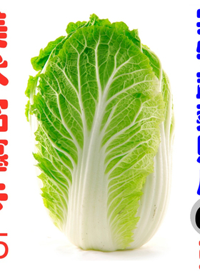Z1-新款创意美术临摹卡高清实物蔬菜照片60张A5尺寸-画室中小学用