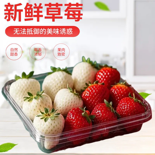 山东烟台特产香野白雪公主白草莓新鲜高端水果现摘现发礼盒伴手礼