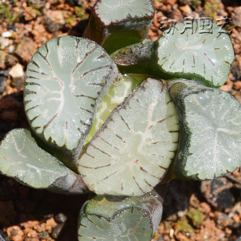 火焰龙万象 初月园艺 铭品经典瓦苇十二卷稀有多肉植物有一物一拍