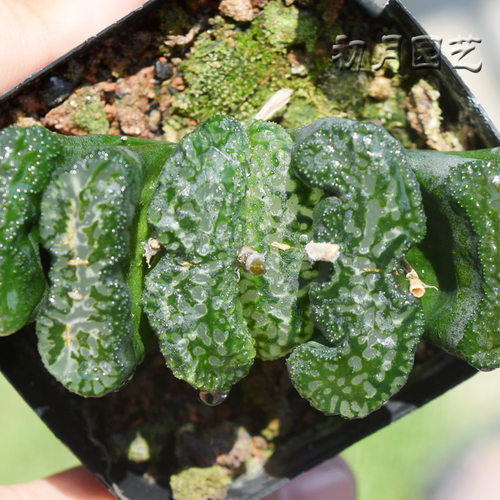 大黑玉扇十二卷多肉植物