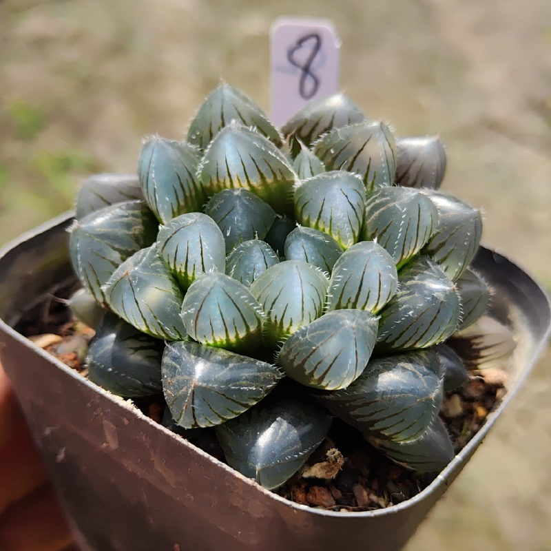 巨大赤线多肉植物十二卷