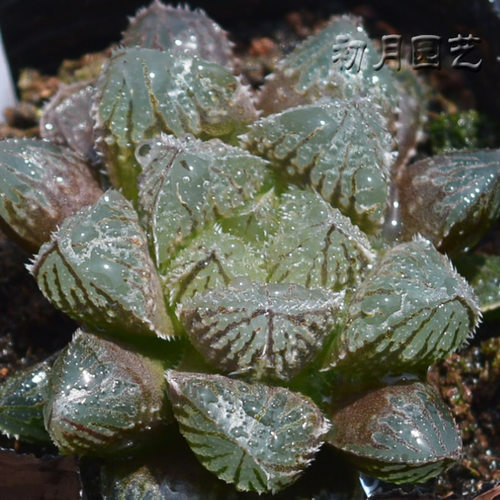 赤狐 初月园艺 珍稀瓦苇十二卷12类玉露寿 多肉植物 - 封面