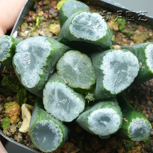 残雪万象多肉植物十二卷