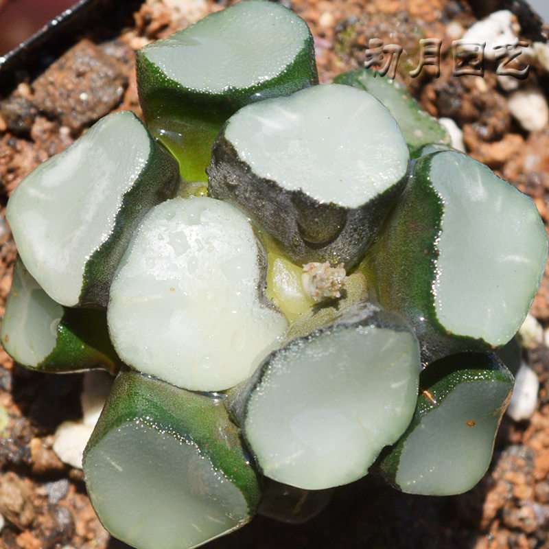 空门万象 初月园艺 无纹糯窗矮脚十二经典铭品多肉植物有一物一拍