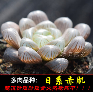 日系赤肌玉露 初月园艺 稀有品种瓦苇十二卷雨露冰灯珍稀多肉植物